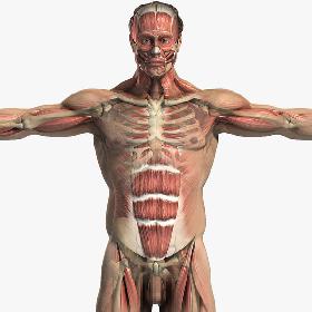 Male Body, Skeletal and Muscular System Pack (Textured)